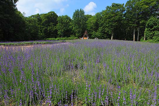 たんばらラベンダーパーク