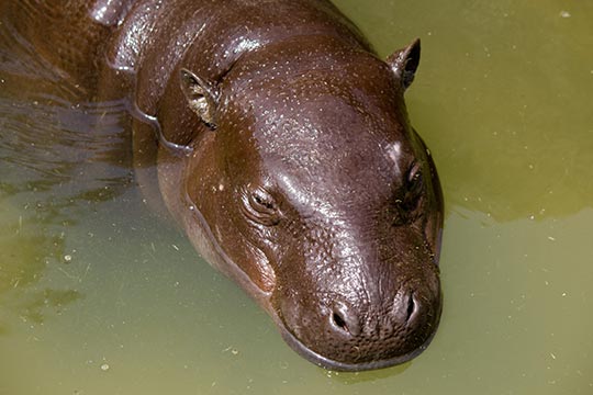 いしかわ動物園