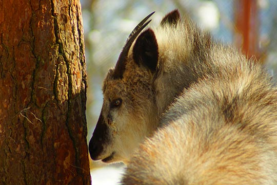 長野市茶臼山動物園