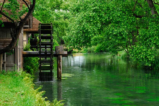 大王わさび農場
