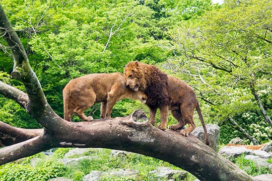 富士サファリパーク