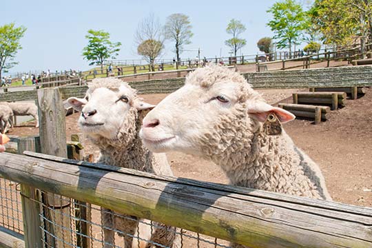 らくのうマザーズ阿蘇ミルク牧場