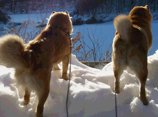  古民家食堂六代目へいじ