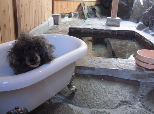 伊豆高原の小さな隠れペット宿　ブランニューデイ（ｂｒａｎｄ-ｎｅｗ　ｄａｙ）