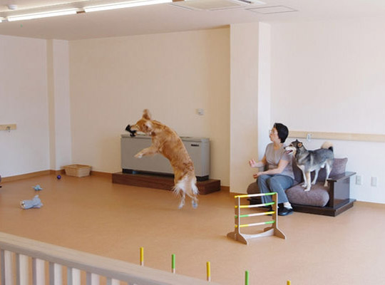 いつも一緒　ペットと泊まれる宿　だいこく館