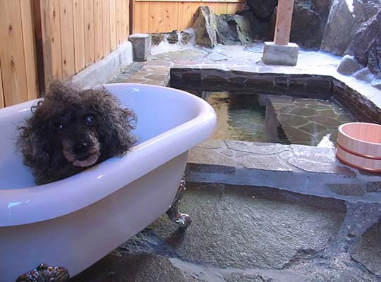 伊豆高原の小さな隠れペット宿　ブランニューデイ（ｂｒａｎｄ-ｎｅｗ　ｄａｙ）