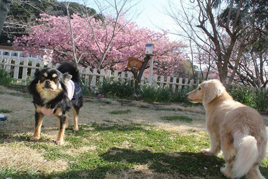 ペンションひだまり