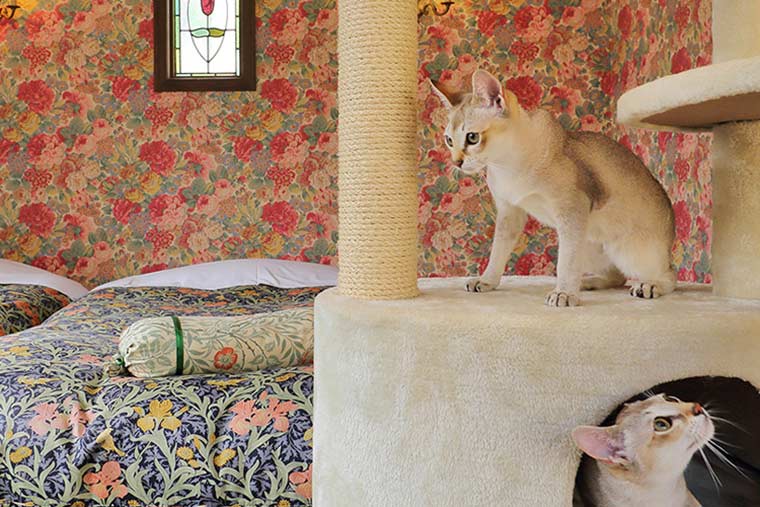 伊豆高原温泉 ペットと泊まれる全室専用露天風呂付 別邸 石の家