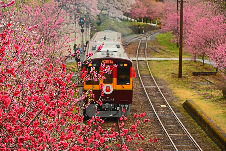 トロッコわたらせ渓谷号、トロッコわっしー号
