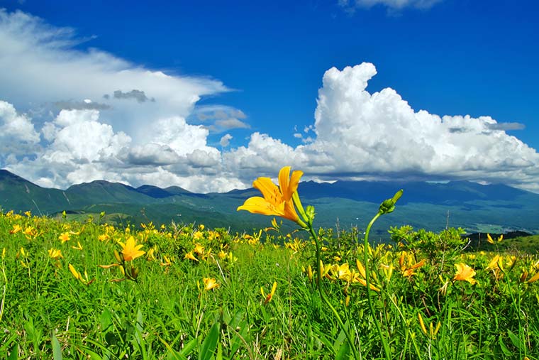 車山高原　夏のニッコウキスゲ