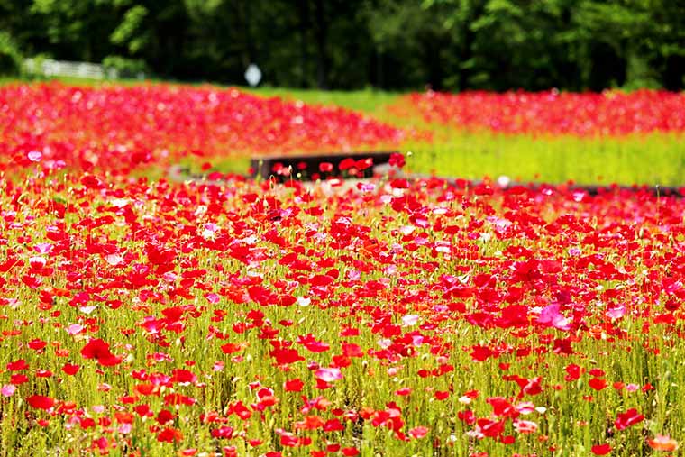 御所湖広域公園　春のポピー