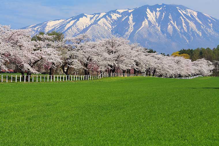 小岩井農場の桜並木