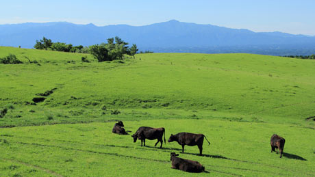 久住高原（大分県/久住・竹田）