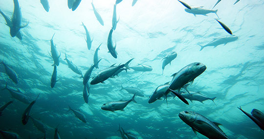 アイランドホッピング