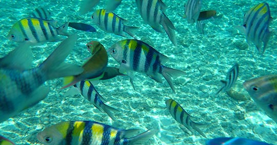 ダイビング＆シュノーケリング