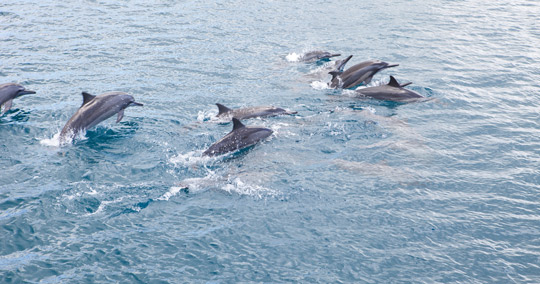 イルカウォッチング