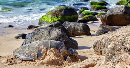 ラニアケアビーチ