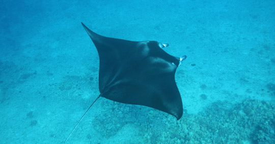ケアウホウベイのマンタ
