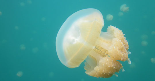 ジェリーフィッシュレイク（マカラカル島）