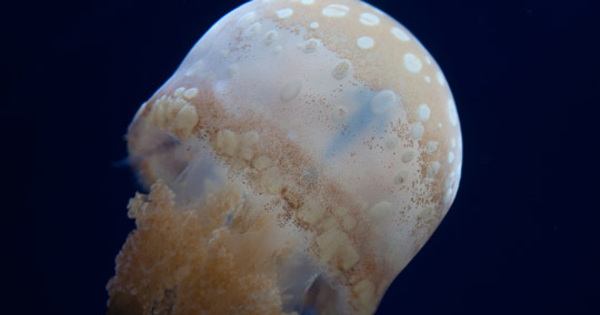 パラオ国際サンゴセンター（パラオ水族館）