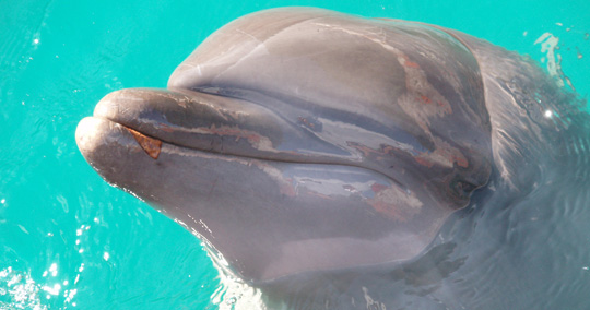 ドルフィンズ・パシフィック