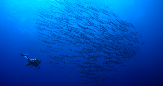 ブルーコーナー