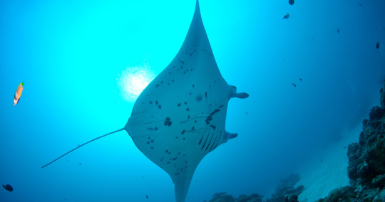 ジャーマンチャネル