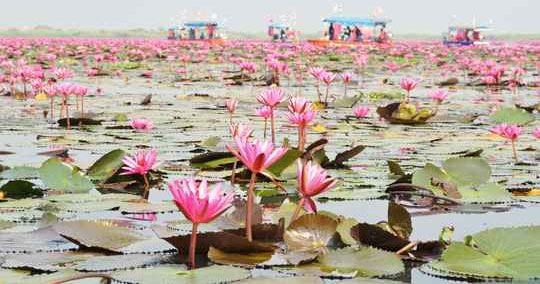 クンパワピー(紅い睡蓮の海)