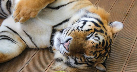 タイガーキングダムプーケット