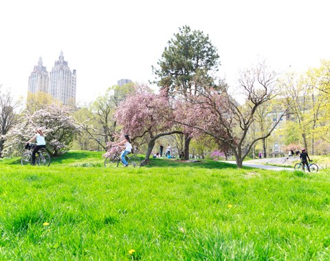 セントラルパーク