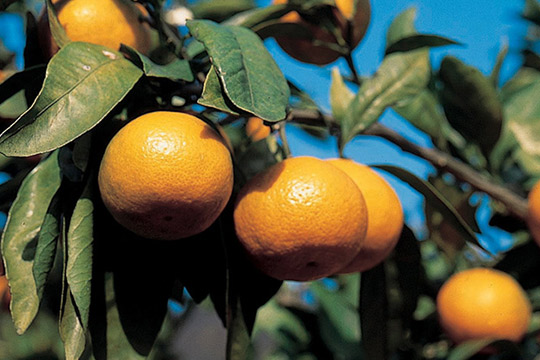 蒲郡オレンジパーク