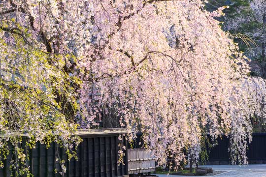 角館 桜まつり