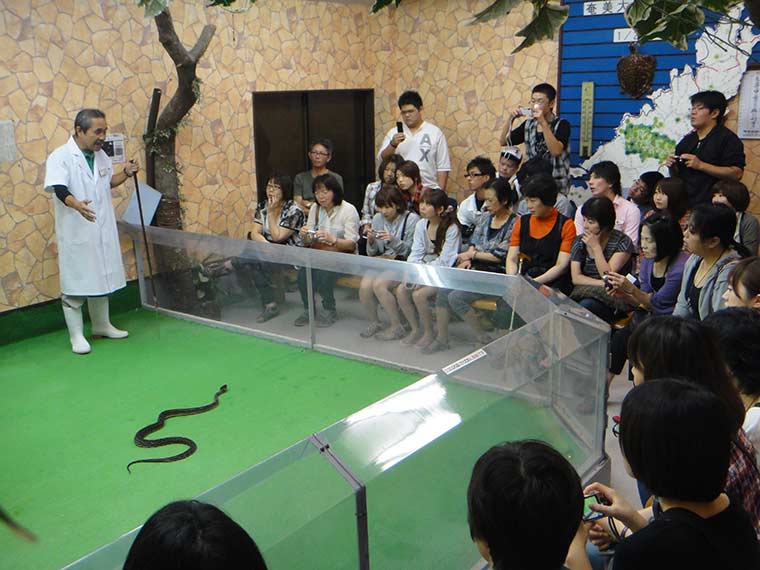 ハブと愛まショー