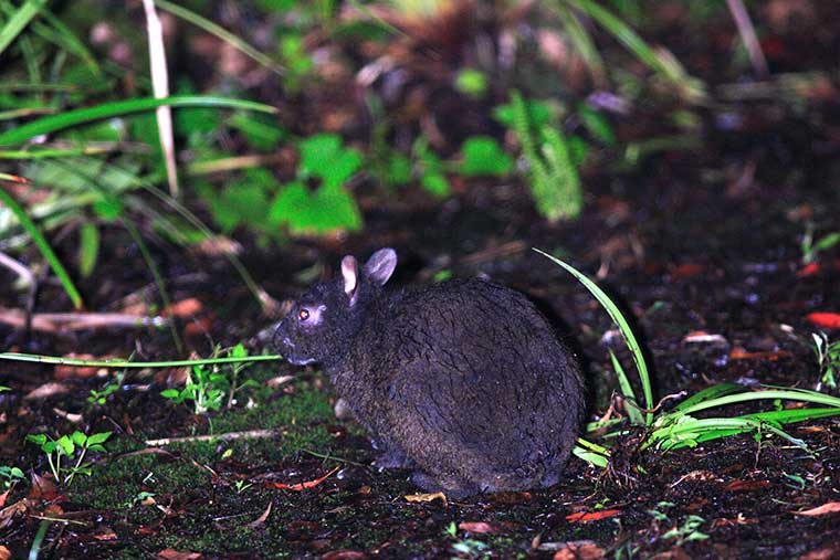 アマミノクロウサギ