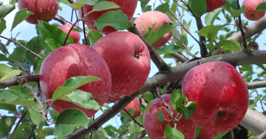 板柳町りんごもぎとり体験