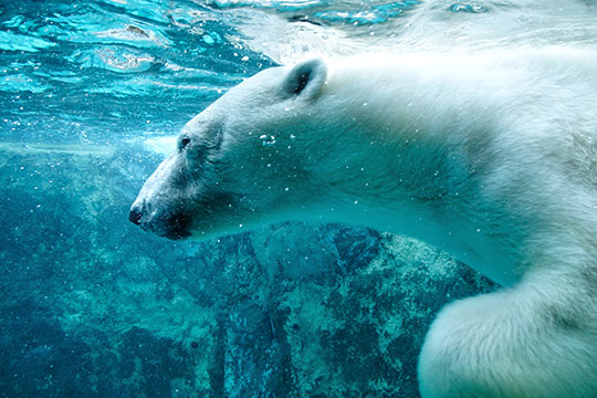 旭川市旭山動物園