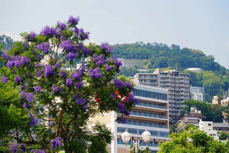 ジャカランダの花