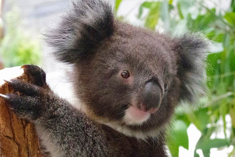 淡路ファームパークイングランドの丘