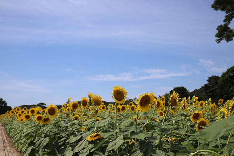 淡路ファームパーク イングランドの丘