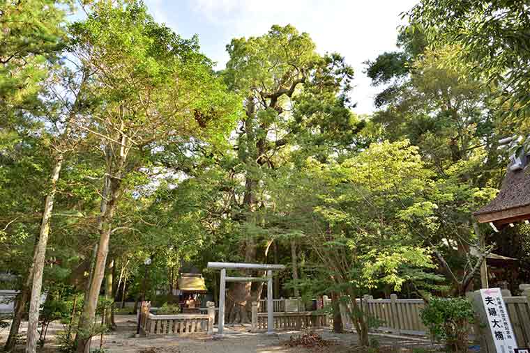 伊弉諾神宮 夫婦の大楠