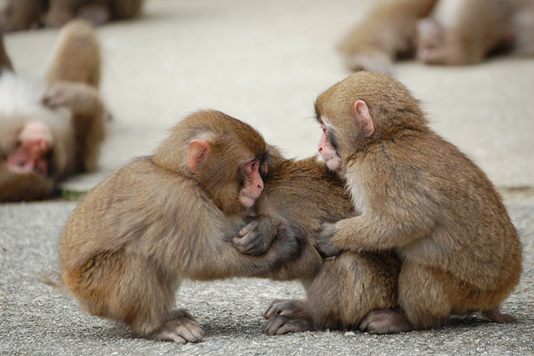 淡路島モンキーセンター