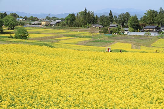 国営アルプスあづみの公園（堀金・穂高地区）