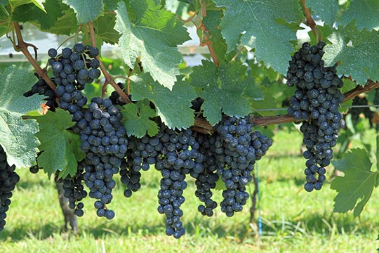 安曇野ワイナリー