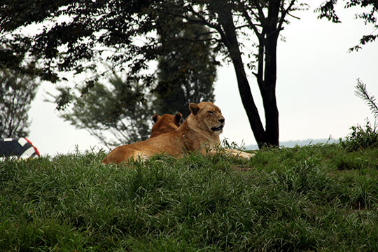 アフリカンサファリ