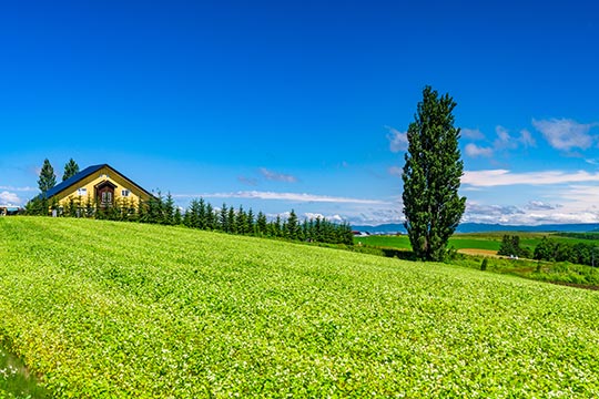 ケンとメリーの木