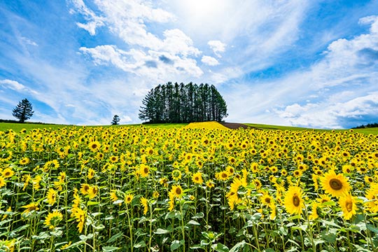 マイルドセブンの丘