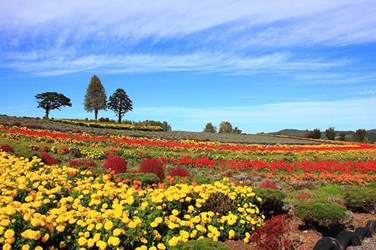ぜるぶの丘・亜斗夢の丘