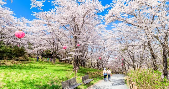 さくらの山公園