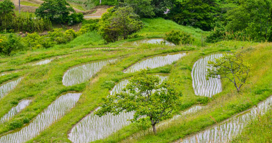 大山千枚田
