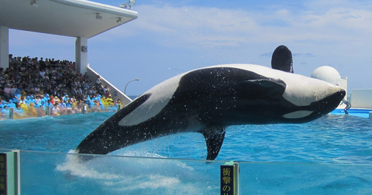 鴨川シーワールド